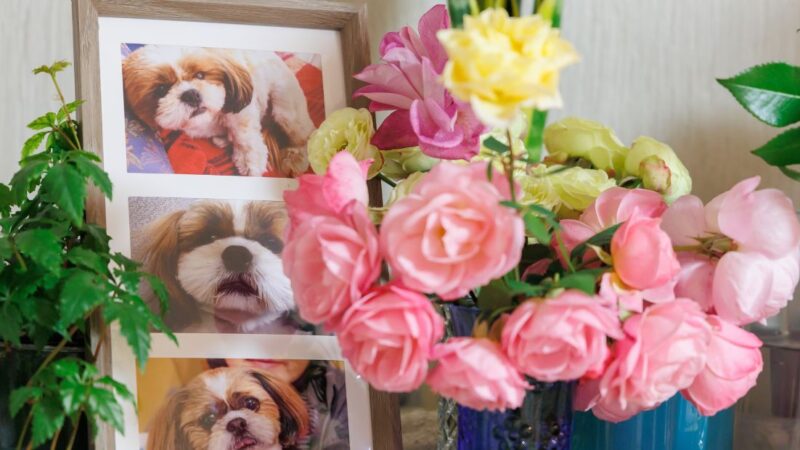 ペットの四十九日や一周忌に何をすればいい？