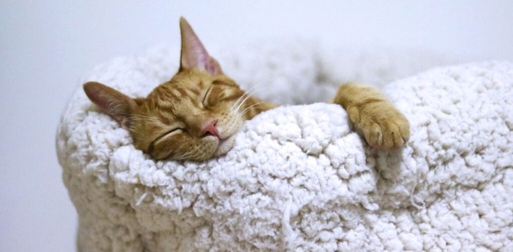 出雲・境港でできるペット供養の形