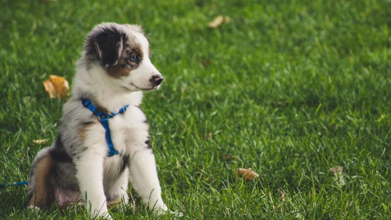 ペット 亡くなった