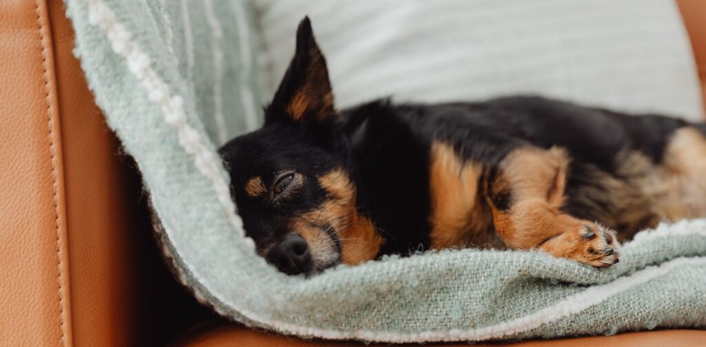 ペットの思い出