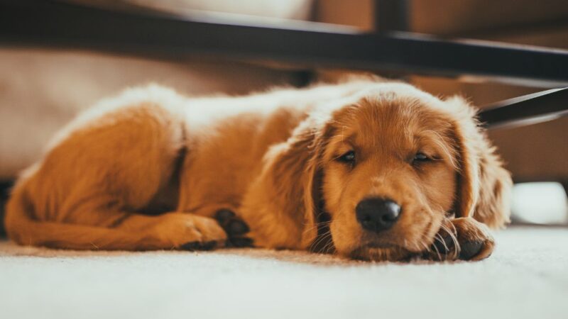 ペット葬儀・火葬の費用相場と後悔しない選び方