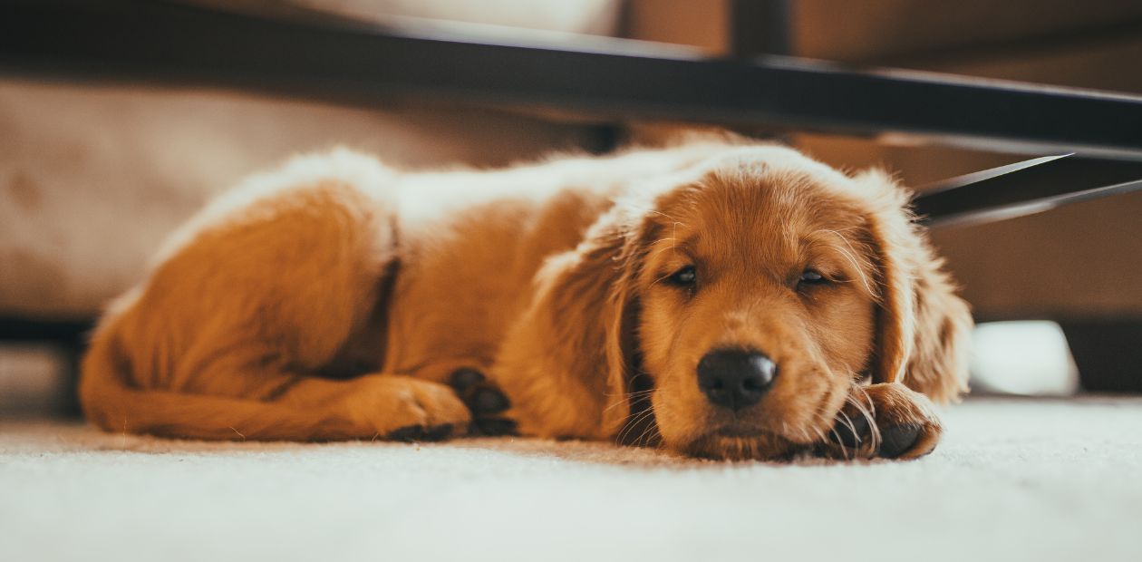 ペット葬儀・火葬の費用相場と後悔しない選び方